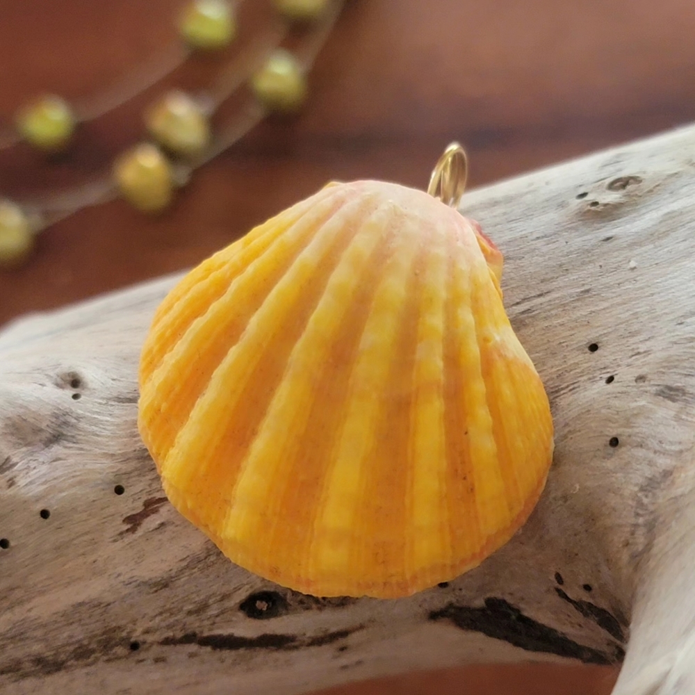 Authentic Hawaii Sunrise Shell Pendant